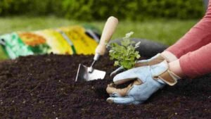 Read more about the article हरियाणा सरकार का बड़ा ऐलान: 10 साल प्राकृतिक खेती करने वाले किसानों को मिलेगी सरकारी जमीन
