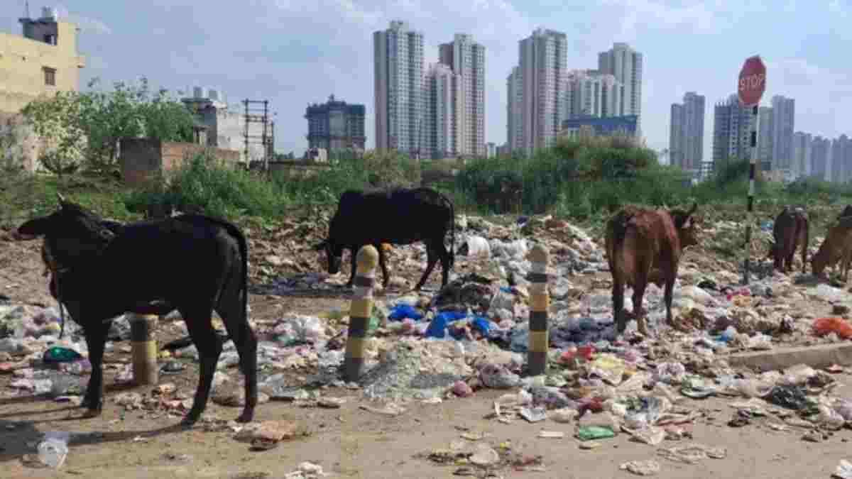 फरीदाबाद में इको वन बदहाली का शिकार, 50 से ज्यादा पौधे सूखे Kuda Kachra